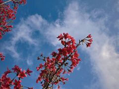 -深圳市中科院仙湖植物园