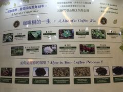 -巴厘岛黄金金兔咖啡工厂