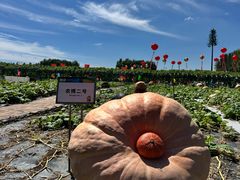 -长春农业博览园