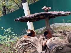 -大连森林动物园