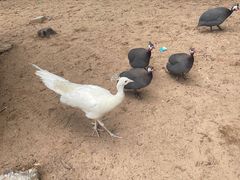 -秦皇岛野生动物园