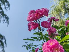 -长安文化生态公园