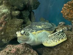 -上海海洋水族馆