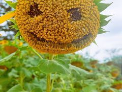 -花开海上生态园