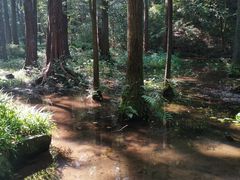 景点-虎跑公园