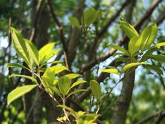 -上海共青森林公园