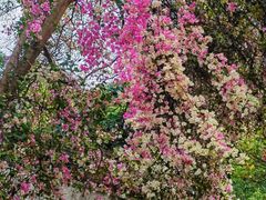 -深圳国际园林花卉博览园