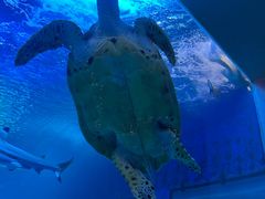 -太平洋海底世界