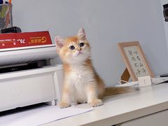 -欣宠猫屋·矮脚拿破仑·蓝金金渐层