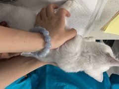 -瑞派雷欧宠物医院·中兽医·眼科·急重症转诊中心(黄台店)