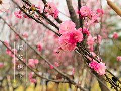 -天适樱花悠乐园