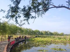 -绿堤公园