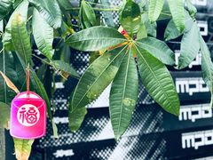 -跃通XPEL隐形车衣汽车贴膜旗舰店