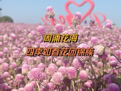 -周浦花海