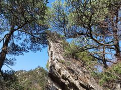 -王顺山国家森林公园