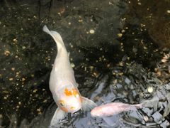 -上海大自然野生昆虫馆(东方明珠·爬宠昆虫探索中心)