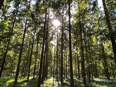 -黄海国家森林公园