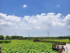 -荷塘月色湿地公园·向阳花洲