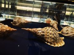 -青岛贝壳博物馆