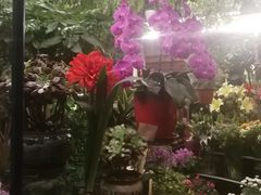 -静岸花卉园艺(三星坊店)