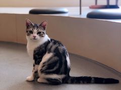 -飞行喵MR PILOT|猫舍·猫咖(静安大融城店)