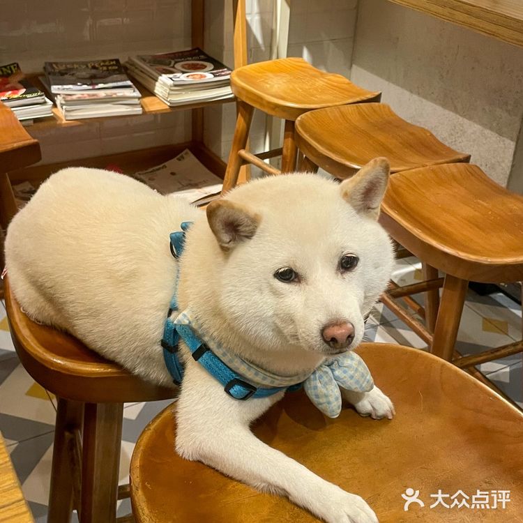 福州！柴犬食堂！还有谁没吃过的？！！ 