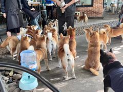 -柴犬高等学院·狗咖·柴犬售卖·宠物训练