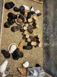 -酷嗒动物文化乐园(cutezoo西溪乐天城店)