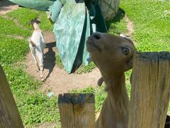 -哈尔滨北方森林动物园