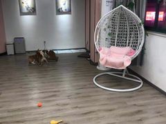 -浣熊柯尔鸭土拨鼠·电玩咖