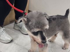 -安安宠医宠物医院·异宠·犬猫内科(岳阳分院)