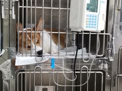 -申普宠物医院·眼科·心内科·影像科(普陀分院)