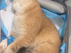 -汪喵宠物医院·骨科心脏影像·犬猫急重症ICU诊疗中心(成华分院)