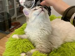 -有喵·猫咖·狗咖·30几只猫10只小狗(岗厦店)