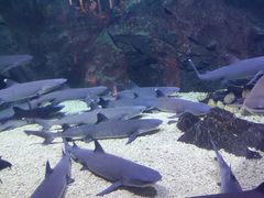 -烟台海昌鲸鲨海洋公园