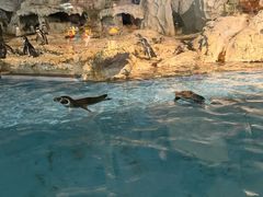 -帝企鹅自助餐厅•儿童岛•真企鹅(长隆企鹅酒店)