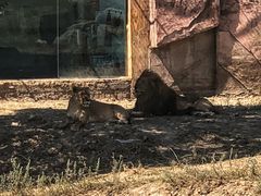 -新疆天山野生动物园
