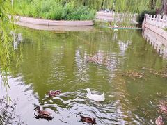 -莲花池公园