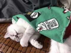 -博特宠物医院24h犬猫全科.骨科·异宠