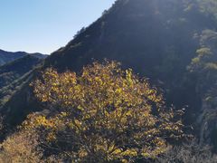 -大岭沟猕猴桃谷风景区