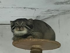 -青藏高原野生动物园
