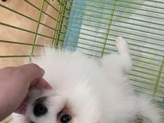 -Let's go狗咖·猫咖·奶狗·桌游(春熙路IFS店)