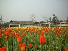 -三圣花乡旅游区