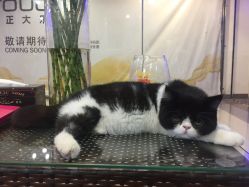 点击看大图 加菲猫-Ly形象设计