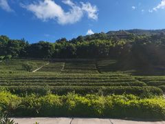 -雁南飞茶田景区