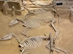 -洛阳周王城天子驾六博物馆