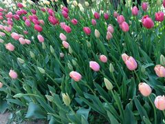 -洛阳郁金香牡丹园