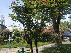 -胖大姐黄辣丁鱼庄(新津店)