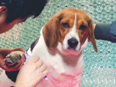 -A猫a狗全科·犬猫异宠·芥西宠物医院(南开总院)