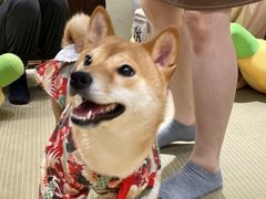 -逗柴咖啡屋·狗咖猫咖宠物桌游